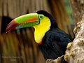 Tucan