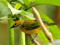 Silver Throated Tanager