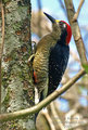 Melanerpes pucherani