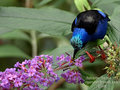 Cyanerpes cyaneus