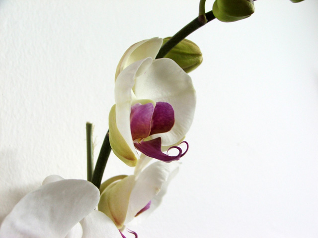 Orchid01