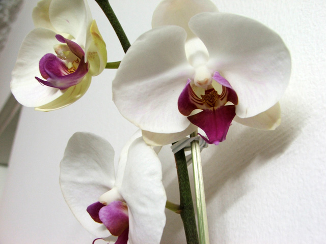 Orchid 2