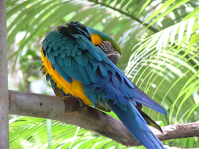 Macaw