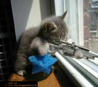 1373kitten.jpg