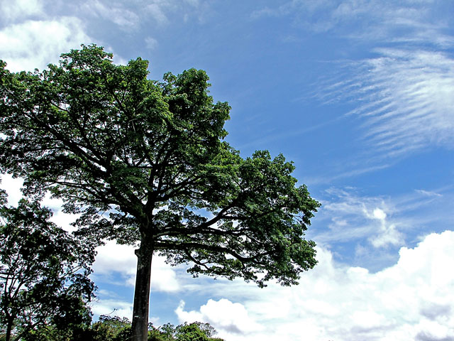Against the Sky