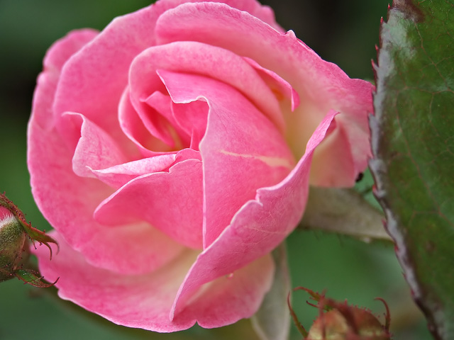 Pink Rose