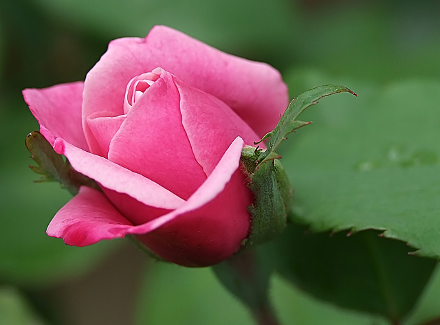Pink Rosebud