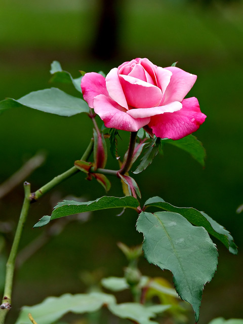 Pink Rose 2