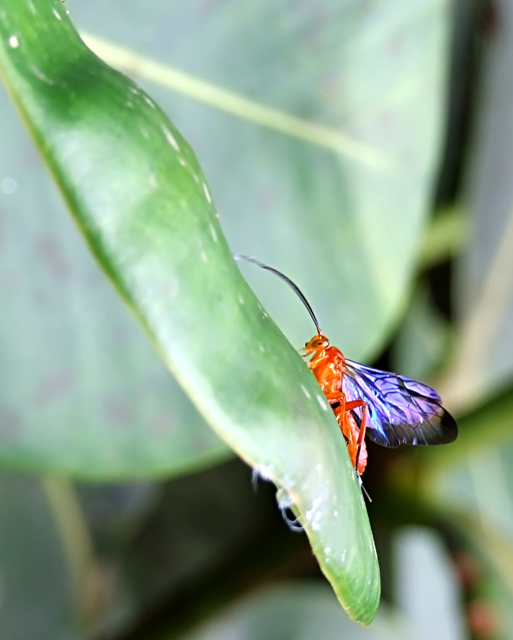 Complementary Colors