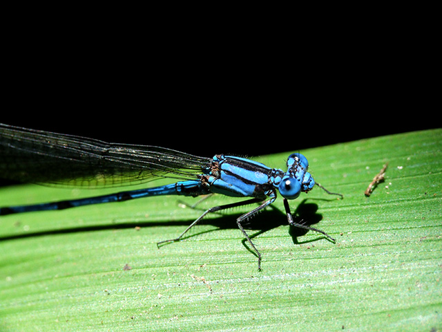 Blue DragonFly