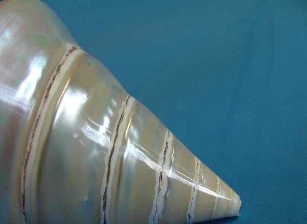 Seashell 01