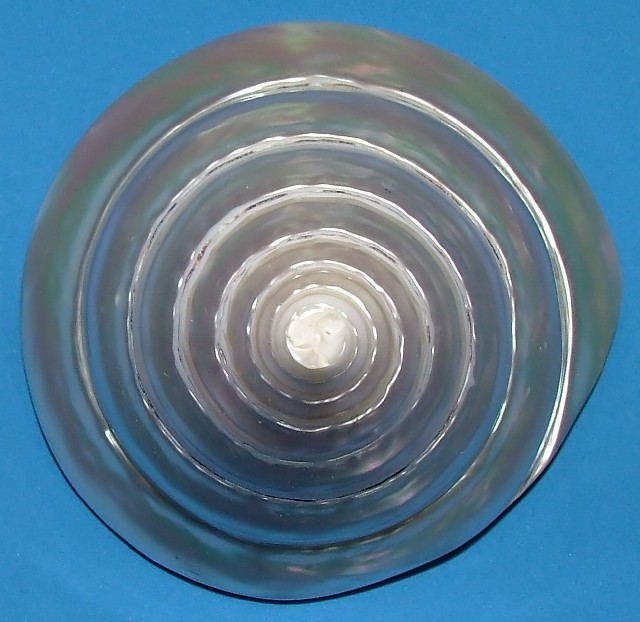 Seashell 02