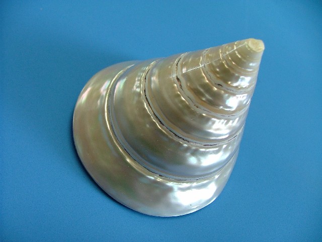 Seashell 03