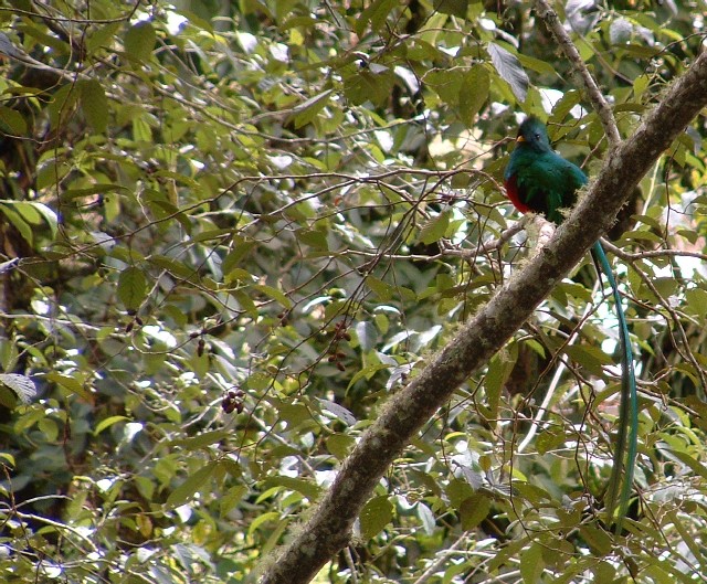 Quetzal 01