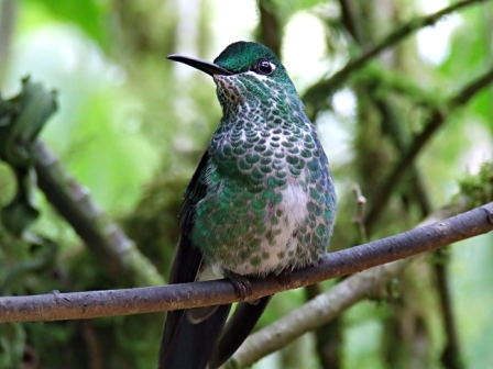 Colibrí_04