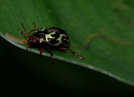 Escarabajo en Reserva de Monteverde