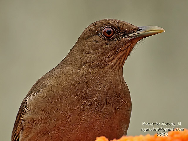Turdus Grayii