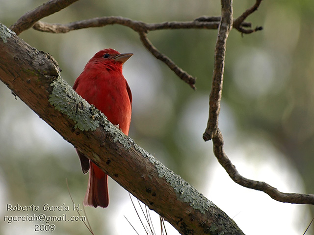 Piranga rubra