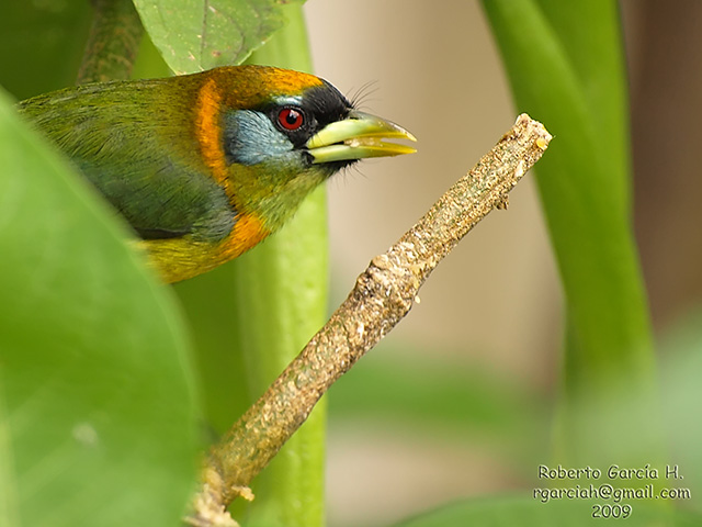 Eubucco bourcierii