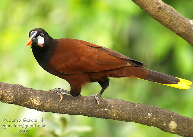 Psarocolius montezuma
