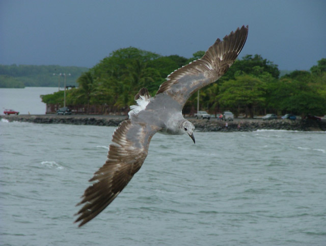 Seagull 01