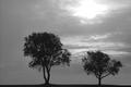 Black and White Trees