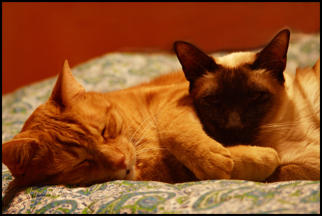 shhh,-I-am-trying-to-sleep1.jpg