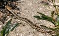 Gopher Snake