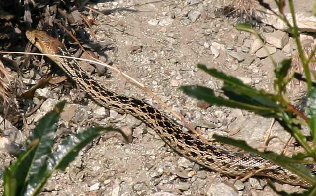 Gopher Snake
