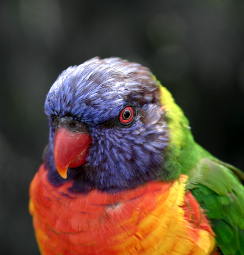 IMG_1139-Bird.jpg
