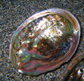 Abalone IMG_1950x64.JPG