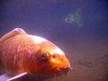 IMG_0699-tk1s64.JPG