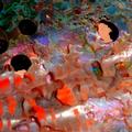 Abalone Shell 1
