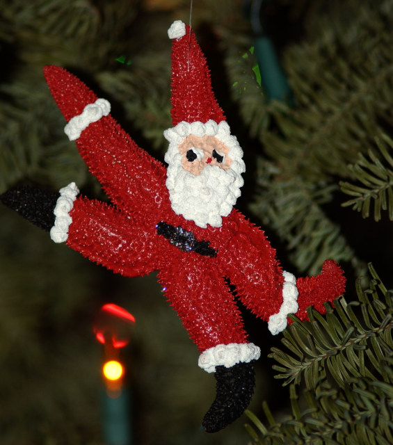 Starfish Santa_m3g 0182.JPG