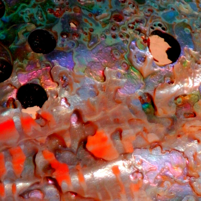 Abalone Shell 1