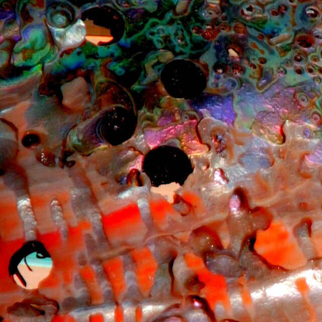 Abalone Shell 2