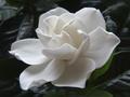 Gardenia