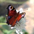 Peacock Butterfly