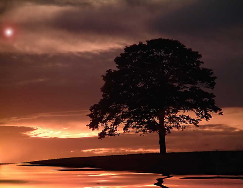 The Lone Tree