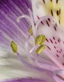 Lavender Peruvial lilly