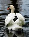 White Swan
