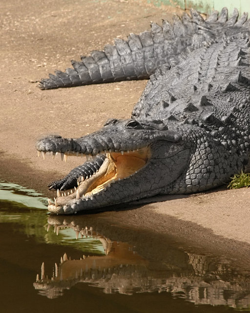 Gator reflections