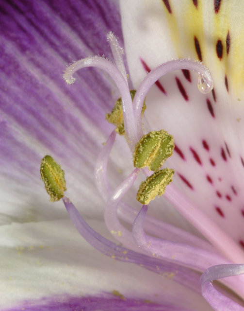 Lavender Peruvial lilly