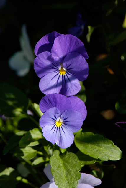 Pansy with shadows