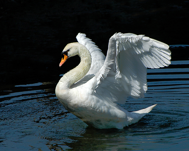 Swan Dance