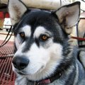 Alaskan Sled Dog