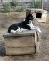 Iditarod Champion