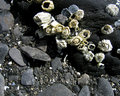 Orca Beach Barnacles 16x20