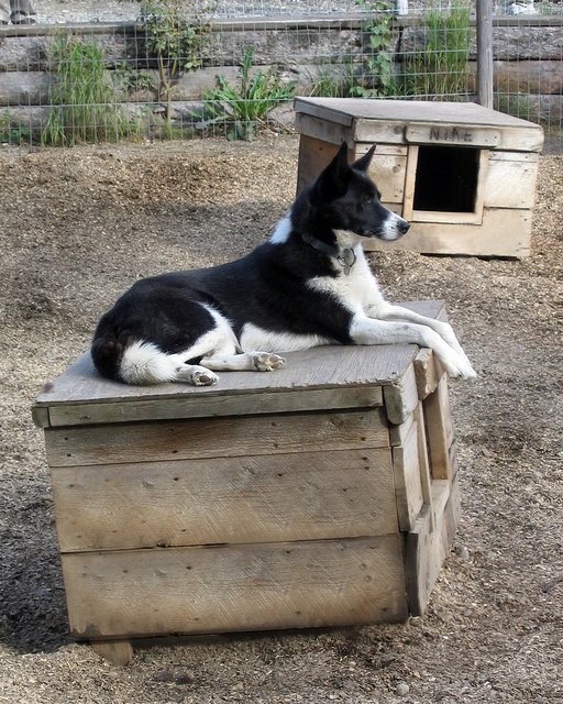 Iditarod Champion