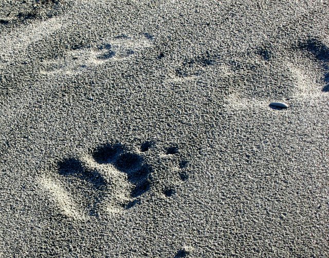 Bear Trails 11x14